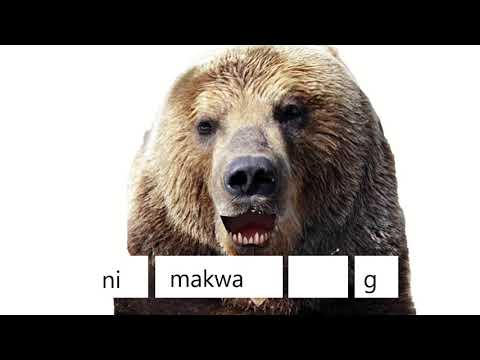 Bear and conjugates