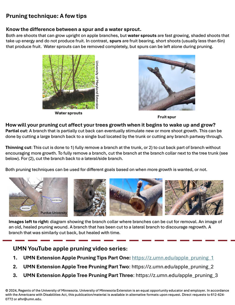 Considerations for Pruning Standard Sized Apple Trees page 2