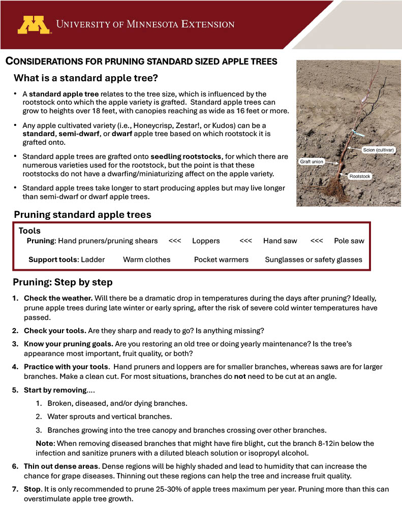 Considerations for Pruning Standard Sized Apple Trees