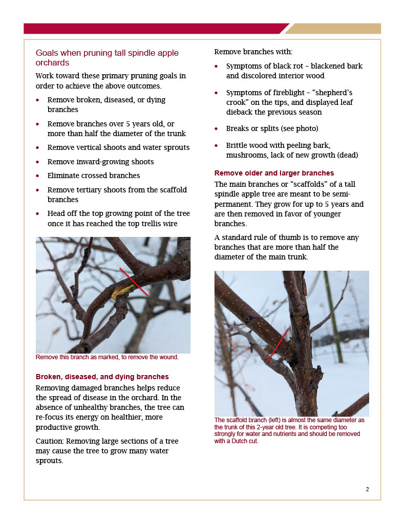 Pruning Dwarf High-Density Apple Trees page 2