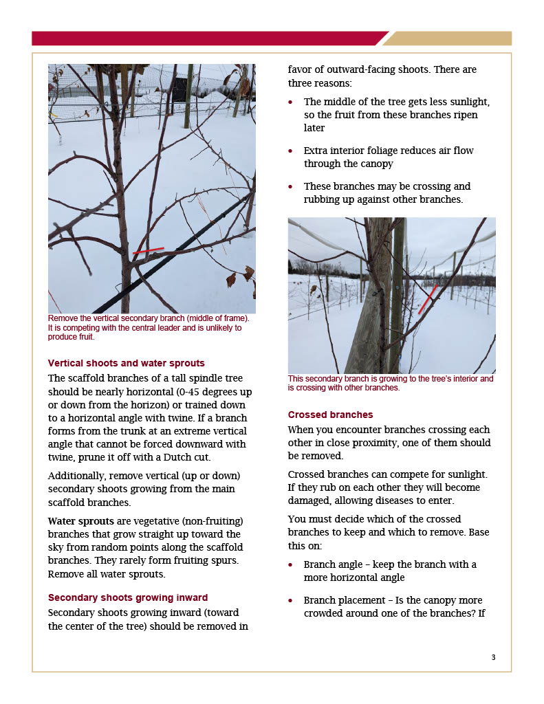 Pruning Dwarf High-Density Apple Trees page 3