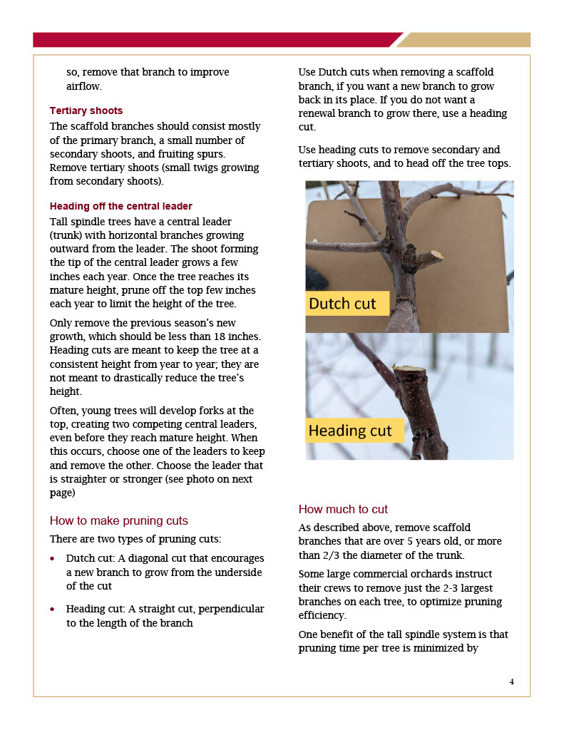 Pruning Dwarf High-Density Apple Trees page 4