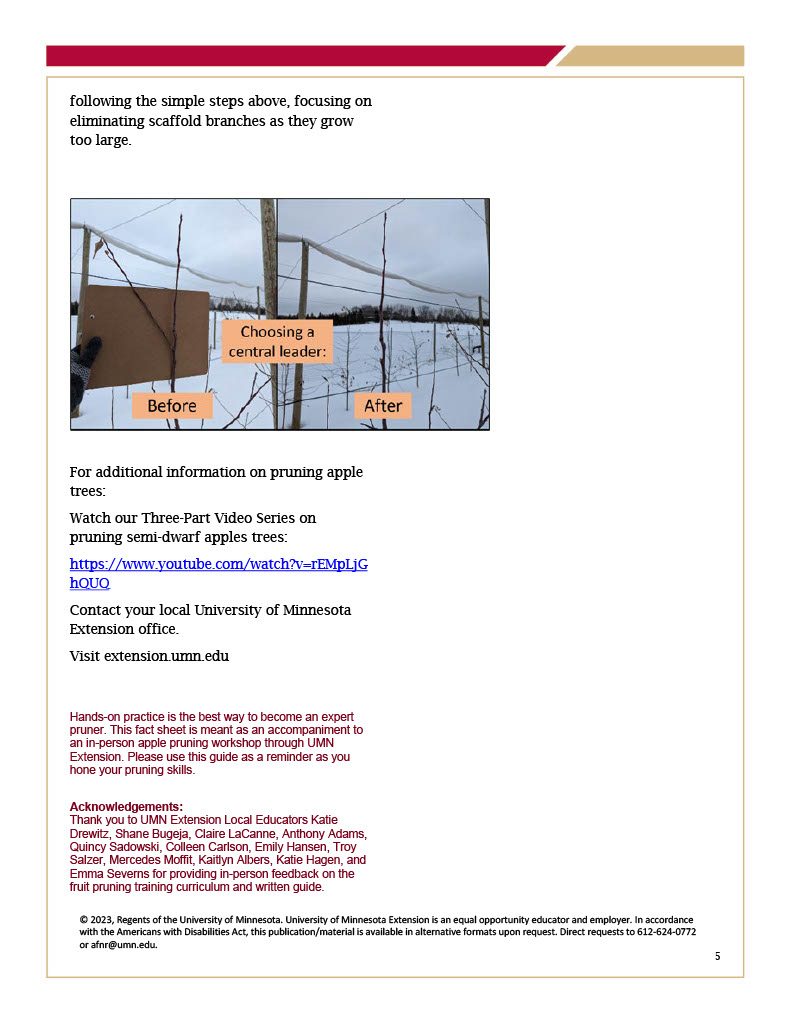 Pruning Dwarf High-Density Apple Trees page 5