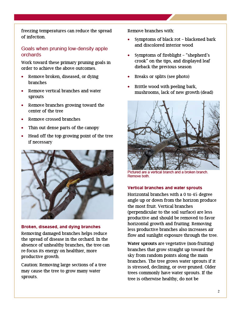 Pruning Semi-Dwarf and Standard Apple Trees page 2