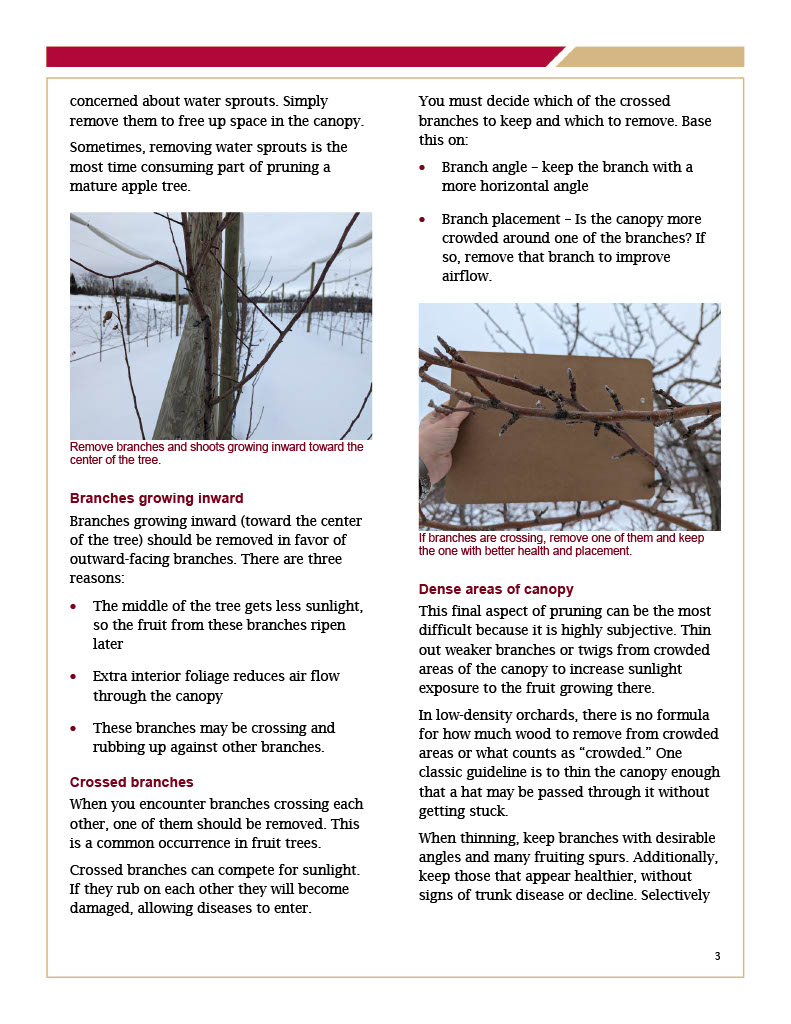 Pruning Semi-Dwarf and Standard Apple Trees page 3