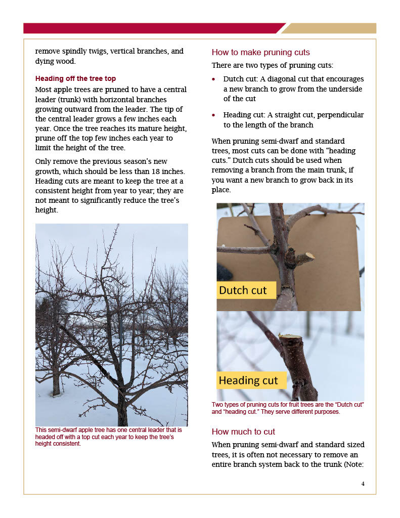Pruning Semi-Dwarf and Standard Apple Trees page 4
