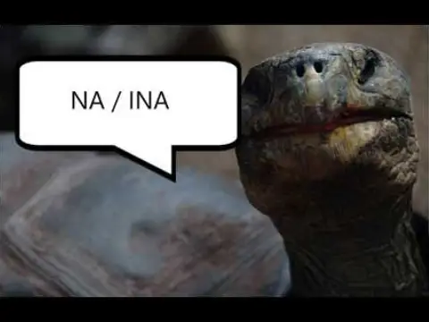 Questions and Answers with old Turtle