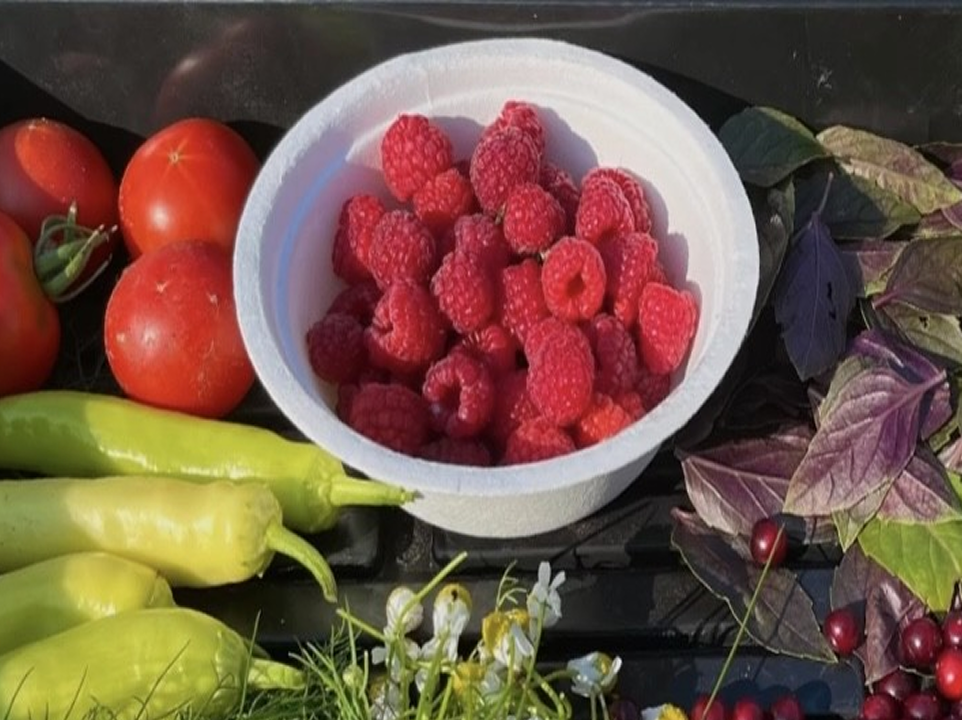A white bowl filled with fresh red raspberries sits among garden vegetables and herbs, including red tomatoes, pale green peppers, purple basil leaves, and small flowers, displayed outdoors in natural sunlight.