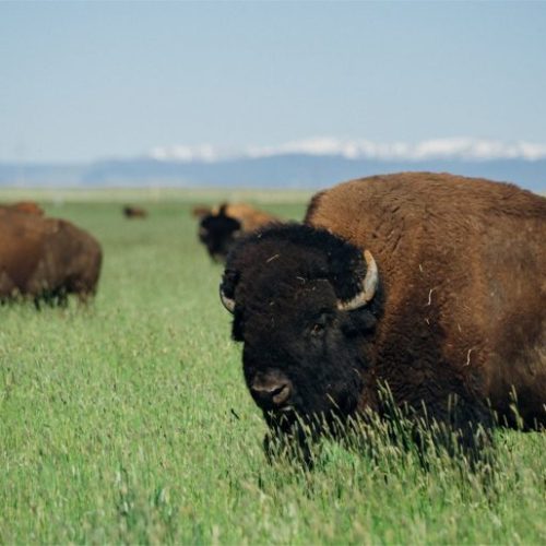 bison-500×500 Farm Business Start Up Course